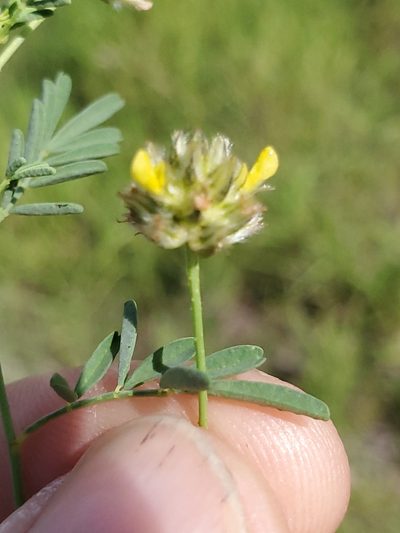 Dalea brachystachya, photographed by Craig Martin
