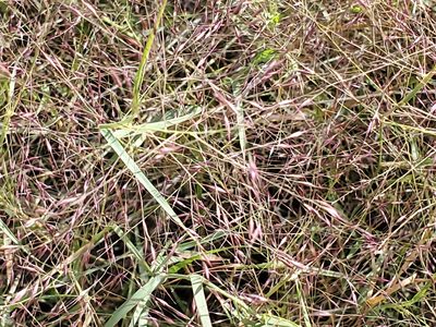 Muhlenbergia porteri, photographed by Craig Martin