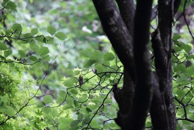 Micromeles japonica, photographed by harum.koh