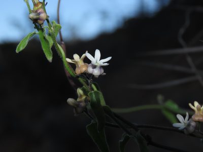 Diplolepis geminiflora, photographed by Nicolás Lavandero