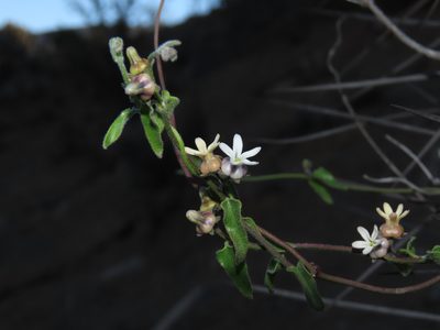 Diplolepis geminiflora, photographed by Nicolás Lavandero
