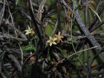 Diplolepis geminiflora, photographed by Nicolás Lavandero
