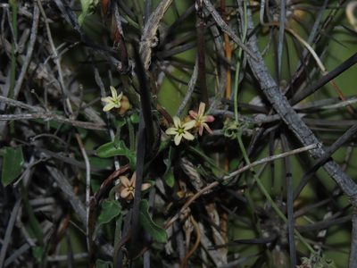 Diplolepis geminiflora, photographed by Nicolás Lavandero