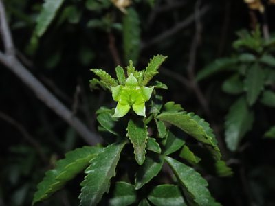 Llagunoa glandulosa, photographed by Nicolás Lavandero