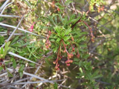 Berberis glomerata, photographed by Nicolás Lavandero