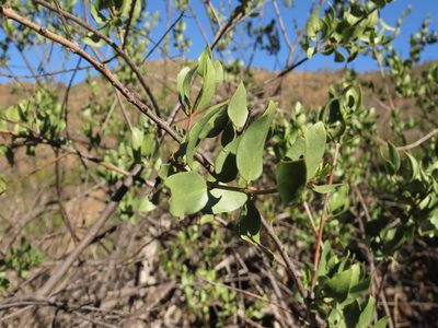 Monttea chilensis, photographed by Nicolás Lavandero