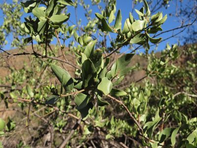 Monttea chilensis, photographed by Nicolás Lavandero