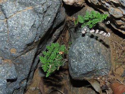 Quechuapteris hypoleuca, photographed by Nicolás Lavandero