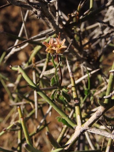 Diplolepis geminiflora, photographed by Nicolás Lavandero