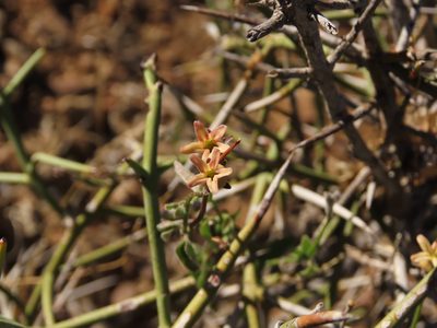 Diplolepis geminiflora, photographed by Nicolás Lavandero