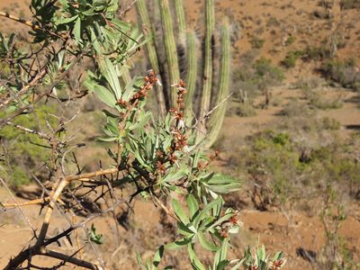 Proustia cuneifolia, photographed by Nicolás Lavandero