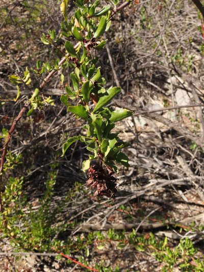 Escallonia illinita, photographed by Nicolás Lavandero