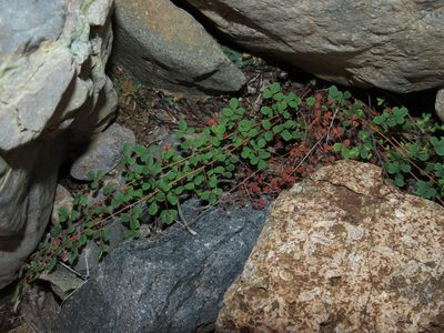 Pellaea myrtillifolia, photographed by Nicolás Lavandero