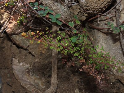 Pellaea myrtillifolia, photographed by Nicolás Lavandero