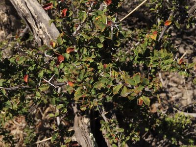 Berberis glomerata, photographed by Nicolás Lavandero