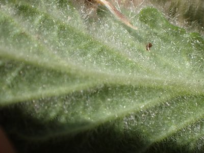 Stachys ajugoides, photographed by rockybajada