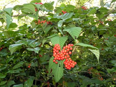 Viburnum wrightii, photographed by Kai Squires