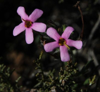 Chaenostoma aethiopicum, photographed by Tony Rebelo