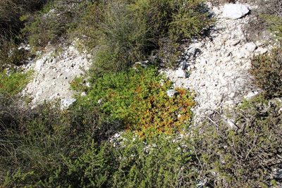 Mesembryanthemum longistylum, photographed by Tony Rebelo