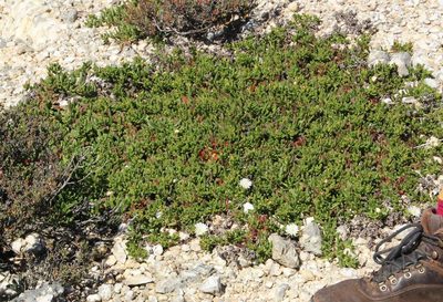Mesembryanthemum longistylum, photographed by Tony Rebelo
