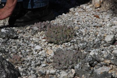 Gibbaeum hartmannianum, photographed by Tony Rebelo