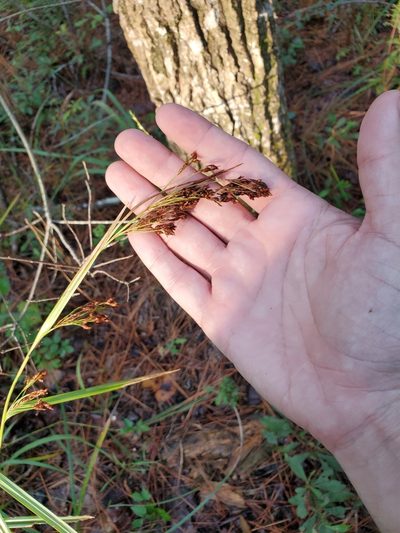 Rhynchospora caduca, photographed by Joshua Soileau