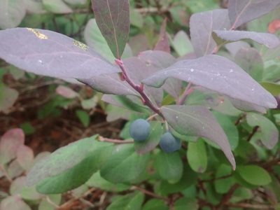 Vaccinium ovalifolium, photographed by Syd Cannings