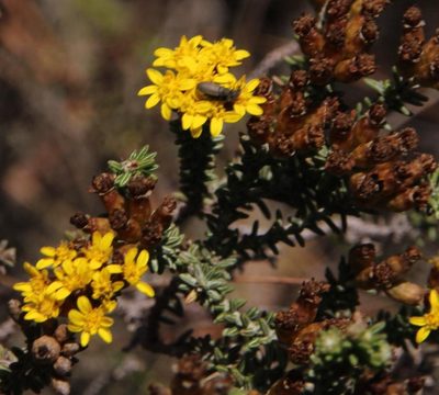 Oedera garnotii, photographed by Tony Rebelo