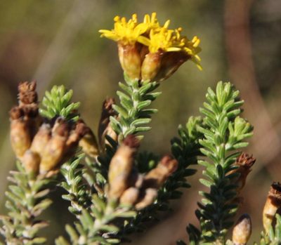 Oedera garnotii, photographed by Tony Rebelo