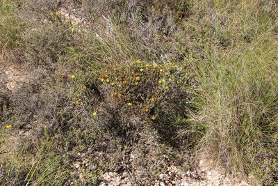 Oedera garnotii, photographed by Tony Rebelo