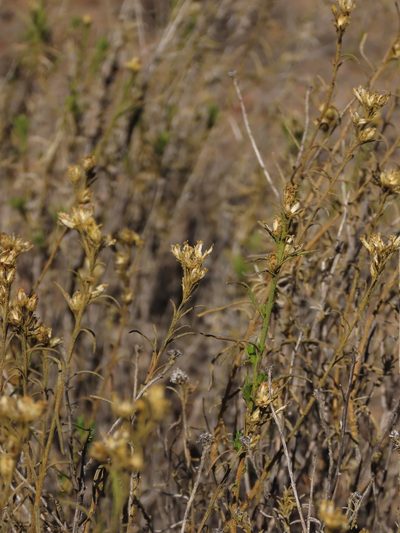 Gutierrezia resinosa, photographed by Nicolás Lavandero