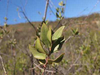 Monttea chilensis, photographed by Nicolás Lavandero