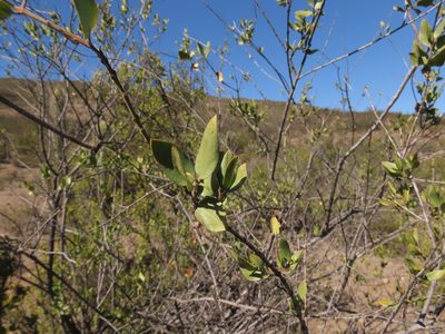 Monttea chilensis, photographed by Nicolás Lavandero