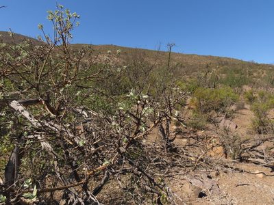Proustia cuneifolia, photographed by Nicolás Lavandero