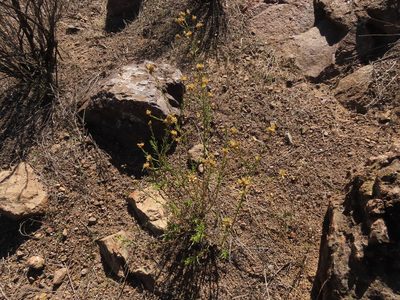 Gutierrezia resinosa, photographed by Nicolás Lavandero