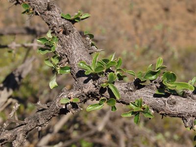 Trevoa quinquenervia, photographed by Nicolás Lavandero