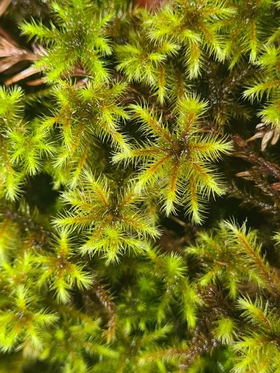 Breutelia azorica, photographed by Jacek Pietruszewski