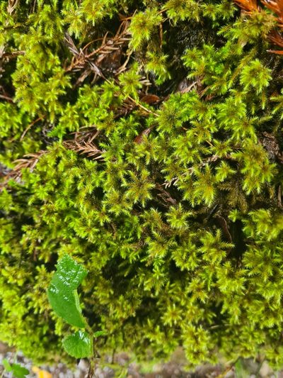 Breutelia azorica, photographed by Jacek Pietruszewski