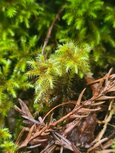 Breutelia azorica, photographed by Jacek Pietruszewski