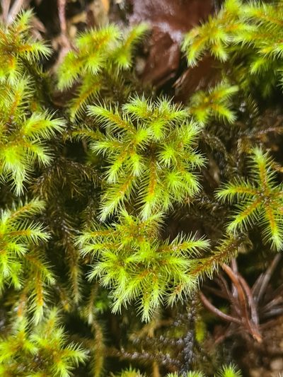 Breutelia azorica, photographed by Jacek Pietruszewski