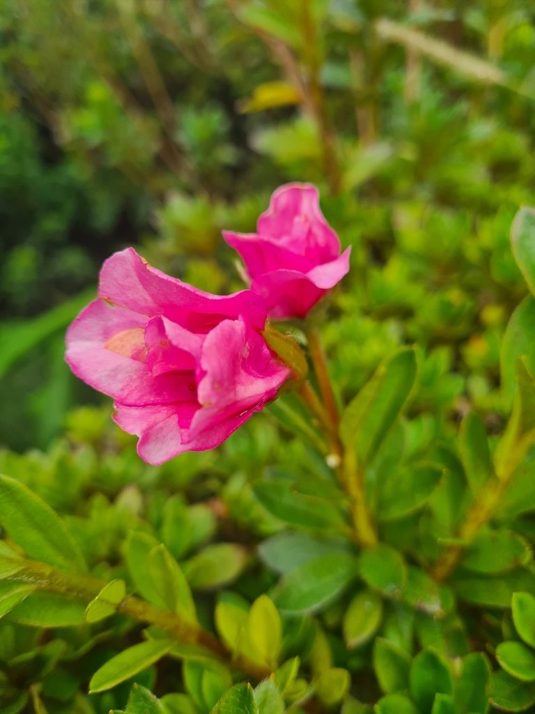 Rhododendron indicum, photographed by Jacek Pietruszewski