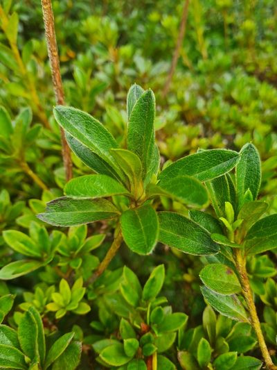Rhododendron indicum, photographed by Jacek Pietruszewski