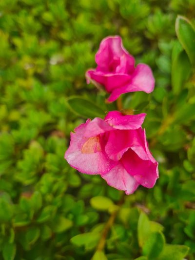 Rhododendron indicum, photographed by Jacek Pietruszewski