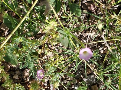 Ipomoea costellata, photographed by Craig Martin