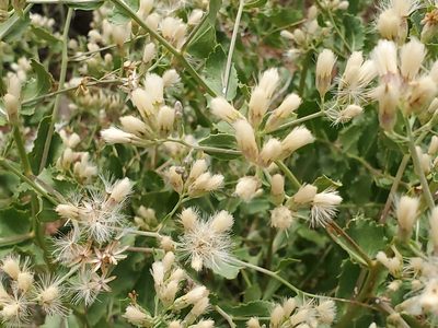 Acourtia wrightii, photographed by Craig Martin