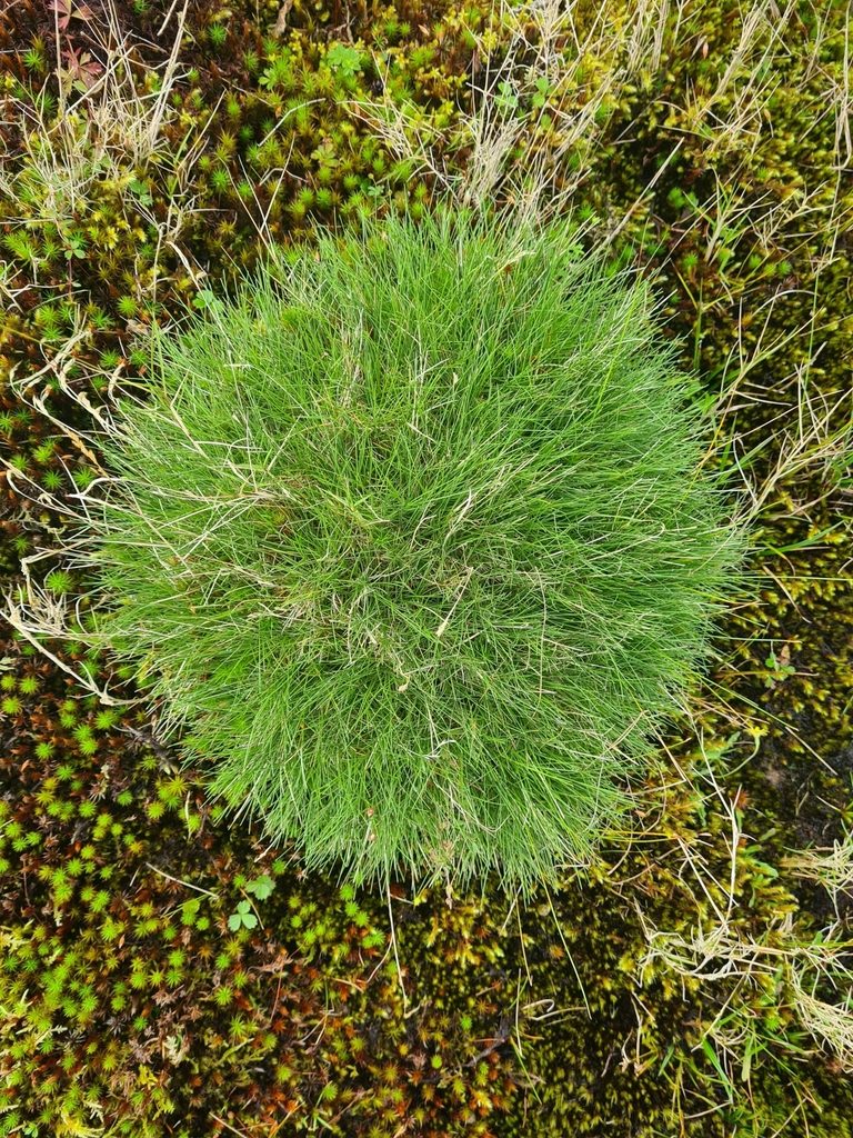 Avenella foliosa, photographed by Jacek Pietruszewski