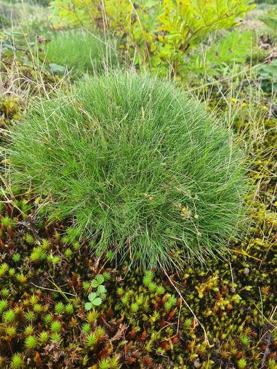 Avenella foliosa, photographed by Jacek Pietruszewski