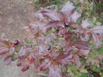 Vaccinium membranaceum, photographed by Syd Cannings