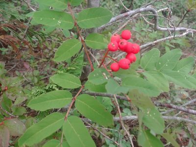 Sorbus sitchensis, photographed by Syd Cannings