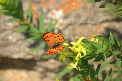Lasiosiphon triplinervis, photographed by Brian du Preez